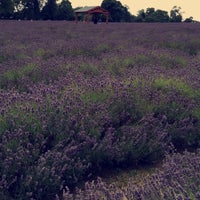 Photo taken at Mayfield Lavender Farm by Mashael🌷 on 8/3/2015