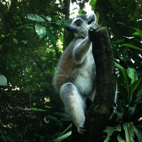 4/1/2013 tarihinde Jade R.ziyaretçi tarafından Singapore Zoo'de çekilen fotoğraf