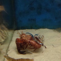 8/6/2015에 Catie D.님이 Gulf Specimen Aquarium에서 찍은 사진
