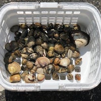 富津海岸潮干狩り場 5 Dicas De 338 Clientes