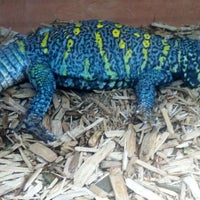 predators reptile store