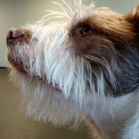 zoom room dog training virginia beach va zoom room dog training virginia beach va