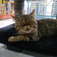 Photo taken at Catty Pet Shop by B A. on 3/7/2019