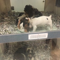 are dogs allowed in brea mall