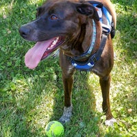 Kansas Humane Society - Animal Shelter