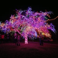 The Magic Tree Other Great Outdoors In Village Of Cherry Hill