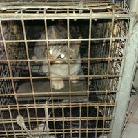 pet care center slauson