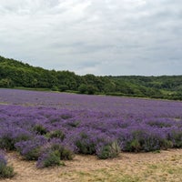 Photo taken at Kentish Lavender Park by Artem S. on 7/8/2023