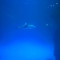 Photo taken at Shedd Aquarium Store by Jason L. on 6/15/2023