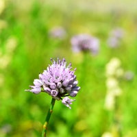 Photo taken at Koshimizu Native Flower Garden by alpha on 7/13/2023