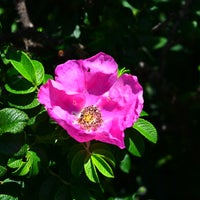 Photo taken at Koshimizu Native Flower Garden by alpha on 7/13/2023