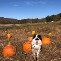 Photo taken at Dykemans Pumpkin Patch by Savannah P. on 10/19/2019