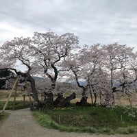 石部桜 Tree
