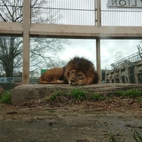 東武動物公園 ライオン 170 Visitors 東武動物公園 ライオン 170 Visitors