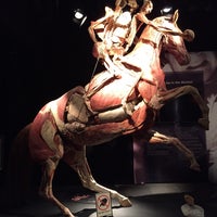 Photo taken at Body Worlds: The Original Exhibition by Adéla B. on 7/15/2015