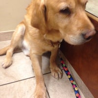 midwest animal clinic wolf road