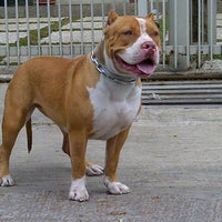 pitbull kennel