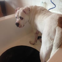 Soggy Paws South Loop 1912 S State St