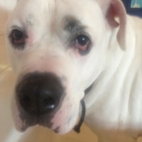 Soggy Paws South Loop 1912 S State St