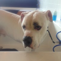 Soggy Paws South Loop 1912 S State St