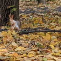 Photo taken at ЦПКиО «Рюминская роща» by Nikolay U. on 10/13/2019