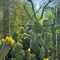 Снимок сделан в Desert Botanical Garden пользователем Sarah 5/17/2023