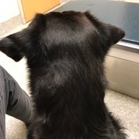 Das Foto wurde bei Assisi Veterinary Hospital von Diana G. am 12/2/2018 aufgenommen