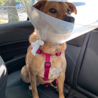 9/24/2019에 Diana G.님이 Assisi Veterinary Hospital에서 찍은 사진