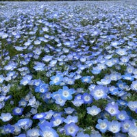 Photo taken at Uminonakamichi Seaside Park by やぶ ろ. on 4/20/2024