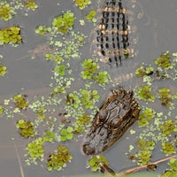 Foto diambil di Audubon&amp;#39;s Corkscrew Swamp Sanctuary oleh Meredith W. pada 3/13/2013