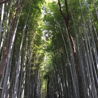 Photo taken at Arashiyama Bamboo Grove by Bridgetown B. on 3/22/2015