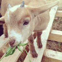รูปภาพถ่ายที่ The Belmont Goats โดย Kate B. เมื่อ 6/14/2013