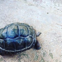 Photo taken at The Live Turtle &amp; Tortoise Museum by Angga S. on 1/7/2016