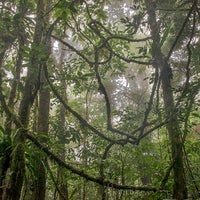 7/22/2015에 Sensoria Rainforest Walk님이 Sensoria Rainforest Walk에서 찍은 사진