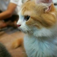 猫カフェ Ronron ロンロン 1 Tip 猫カフェ Ronron ロンロン 1 Tip