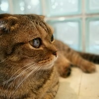 猫カフェ Ronron ロンロン 1 Tip 猫カフェ Ronron ロンロン 1 Tip