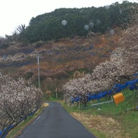 紀州石神田辺梅林 31 Visitantes 紀州石神田辺梅林 31 Visitantes