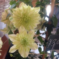 小さな花屋さん 1 Conseil De 8 Visiteurs 小さな花屋さん 1 Conseil De 8 Visiteurs