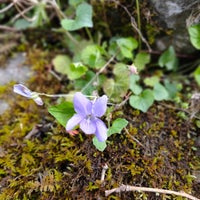 Photo taken at 秋川渓谷(荷田子) by Yumi T. on 4/19/2020