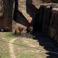 Photo taken at Kovler Lion House by Charlotte~Dixie on 4/21/2019