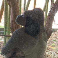 Photo taken at Regenstein Center for African Apes by Charlotte~Dixie on 4/21/2019