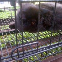 Photo taken at Catty Pet Shop by Laila Mustika D. on 5/15/2013