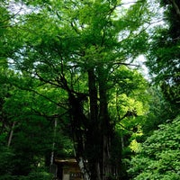 Photo taken at 軍刀利神社の大桂 by イワニタカセットガス on 6/26/2022