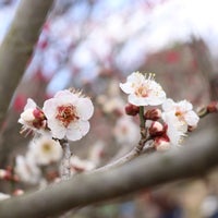 Photo taken at 花の文化園 by ミヤ on 2/25/2023