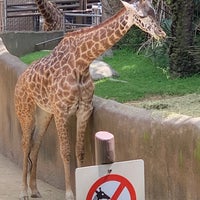 Photo taken at Giraffes by Billy C. on 3/27/2019