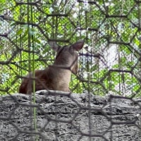 4/28/2024 tarihinde Edgar P.ziyaretçi tarafından Zoológico de Chapultepec'de çekilen fotoğraf