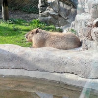 Foto tomada en Zoológico de Chapultepec  por Edgar P. el 4/28/2024