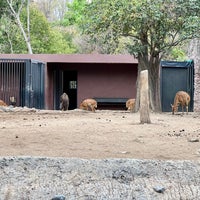 Photo taken at Zoológico de Chapultepec by Edgar P. on 4/24/2024
