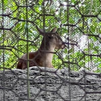 Photo taken at Zoológico de Chapultepec by Edgar P. on 4/28/2024