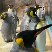 Photo taken at Nagasaki Penguin Aquarium by たこす on 11/16/2023